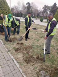 Beyləqanda mövsümə uyğun yaşıllaşdırma işləri davam etdirilir