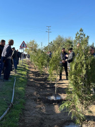 Zəfər Günü münasibətilə ağacəkmə aksiyası keçirilib