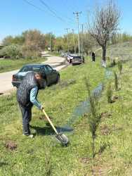 Beyləqanda “Şəhərsalma və Memarlıq İli” çərçivəsində ağacəkmə aksiyası keçirilib