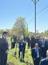 Beyləqanda “Şəhərsalma və Memarlıq İli” çərçivəsində ağacəkmə aksiyası keçirilib