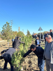 Zəfər Günü münasibətilə ağacəkmə aksiyası keçirilib