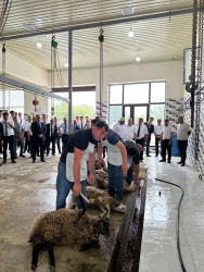 Beyləqanda müasir ət kəsim məntəqəsinin açılışı olub