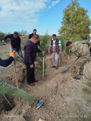 Beyləqanda keçirilən növbəti ağacəkmə aksiyasında şəhid ailə üzvləri və qazilər də fəal iştirak etdilər.