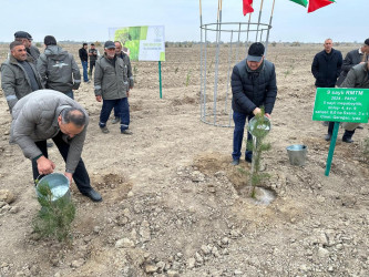 Beyləqan rayonunda “Gələcəyə nəfəs ol” devizi altında kütləvi ağacəkmə aksiyası keçirildi.