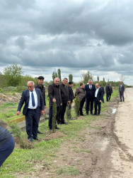 Beyləqan rayonunda növbəti ağacəkmə aksiyası keçirilib