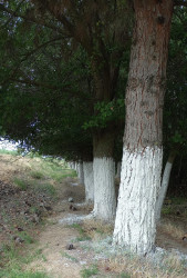 “Konstitusiya və Suverenlik İli” çərçivəsində iməcilik işləri davam etdirilir