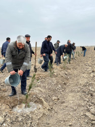 Beyləqan rayonunda “Gələcəyə nəfəs ol” devizi altında kütləvi ağacəkmə aksiyası keçirildi.