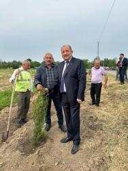 Beyləqanda növbəti ağacəkmə aksiyası keçirilib