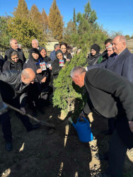 Zəfər Günü münasibətilə ağacəkmə aksiyası keçirilib