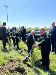 Beyləqanda “Şəhərsalma və Memarlıq İli” çərçivəsində ağacəkmə aksiyası keçirilib