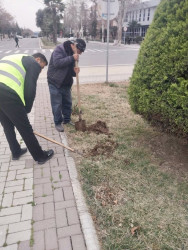 Beyləqanda mövsümə uyğun yaşıllaşdırma işləri davam etdirilir