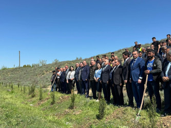 Beyləqanda “Şəhərsalma və Memarlıq İli” çərçivəsində ağacəkmə aksiyası keçirilib