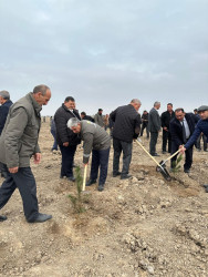 Beyləqan rayonunda “Gələcəyə nəfəs ol” devizi altında kütləvi ağacəkmə aksiyası keçirildi.