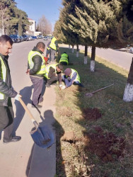 Beyləqanda əlverişli hava şəraiti ilə əlaqədar olaraq yaşıllaşdırma tədbirlərinə başlanılıb.