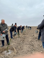 Beyləqan rayonunda “Gələcəyə nəfəs ol” devizi altında kütləvi ağacəkmə aksiyası keçirildi.