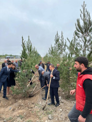 Beyləqan rayonunda növbəti dəfə genişmiqyaslı ağacəkmə aksiyası keçirilmişdir.