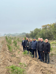 Beyləqan rayonunda növbəti dəfə genişmiqyaslı ağacəkmə aksiyası keçirilmişdir.