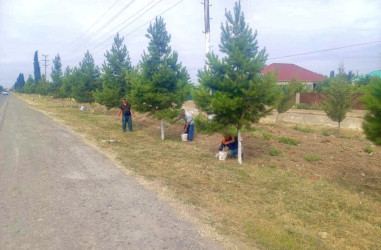 Rayon ərazisində iməcilik işləri davam etdirilir