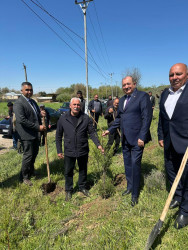 Beyləqanda “Şəhərsalma və Memarlıq İli” çərçivəsində ağacəkmə aksiyası keçirilib