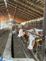 Beyləqanda müasir ət kəsim məntəqəsinin açılışı olub