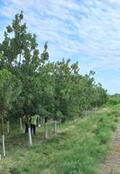 “Konstitusiya və Suverenlik İli” çərçivəsində iməcilik işləri davam etdirilir