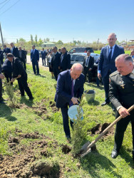 Beyləqanda “Şəhərsalma və Memarlıq İli” çərçivəsində ağacəkmə aksiyası keçirilib