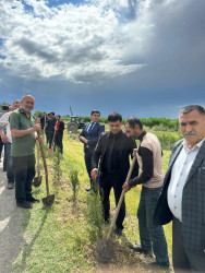 “Şəhərsalma və Memarlıq İli” çərçivəsində Beyləqan rayonu ərazisində ağacəkmə aksiyaları davam etdirilir.