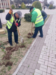 Beyləqanda mövsümə uyğun yaşıllaşdırma işləri davam etdirilir
