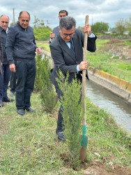 Beyləqan rayonunda növbəti ağacəkmə aksiyası keçirilib