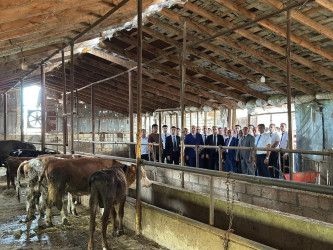 Beyləqanda müasir ət kəsim məntəqəsinin açılışı olub