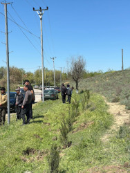 Beyləqanda “Şəhərsalma və Memarlıq İli” çərçivəsində ağacəkmə aksiyası keçirilib