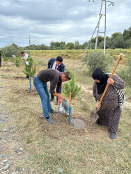 27 sentyabr - Anım Günü münasibəti ilə Beyləqan rayonunda ağacəkmə aksiyası keçirilmişdir.