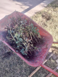 Beyləqanda əlverişli hava şəraiti ilə əlaqədar olaraq yaşıllaşdırma tədbirlərinə başlanılıb.