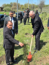 Beyləqanda “Şəhərsalma və Memarlıq İli” çərçivəsində ağacəkmə aksiyası keçirilib