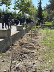 Beyləqanda “Konstitusiya və Suverenlik İli” çərçivəsində ağacəkmə aksiyası keçirilib.