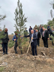 Beyləqan rayonunda növbəti dəfə genişmiqyaslı ağacəkmə aksiyası keçirilmişdir.