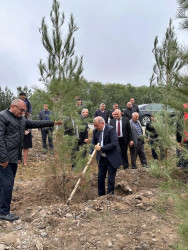 Beyləqan rayonunda növbəti dəfə genişmiqyaslı ağacəkmə aksiyası keçirilmişdir.