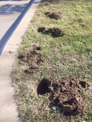 Beyləqanda əlverişli hava şəraiti ilə əlaqədar olaraq yaşıllaşdırma tədbirlərinə başlanılıb.