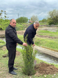 Beyləqan rayonunda növbəti ağacəkmə aksiyası keçirilib
