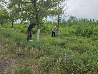 Rayon ərazisində iməcilik işləri davam etdirilir