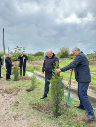 Beyləqan rayonunda növbəti ağacəkmə aksiyası keçirilib