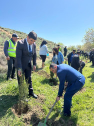 Beyləqanda “Şəhərsalma və Memarlıq İli” çərçivəsində ağacəkmə aksiyası keçirilib