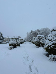 Beyləqan rayonu 2026-cı ilin ilk qarını qarşılayıb