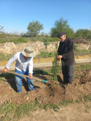 Beyləqan rayonunda növbəti ağacəkmə aksiyası keçirilib