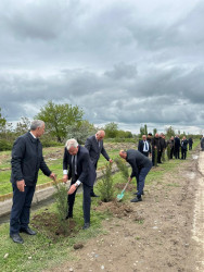 Beyləqan rayonunda növbəti ağacəkmə aksiyası keçirilib