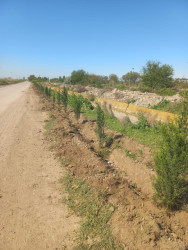 Beyləqan rayonunda növbəti ağacəkmə aksiyası keçirilib