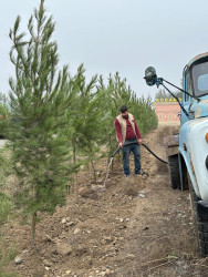 Beyləqan rayonunda növbəti dəfə genişmiqyaslı ağacəkmə aksiyası keçirilmişdir.