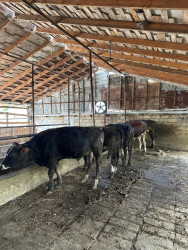 Beyləqanda müasir ət kəsim məntəqəsinin açılışı olub