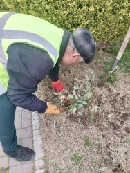Beyləqanda mövsümə uyğun yaşıllaşdırma işləri davam etdirilir