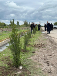 Beyləqan rayonunda növbəti ağacəkmə aksiyası keçirilib